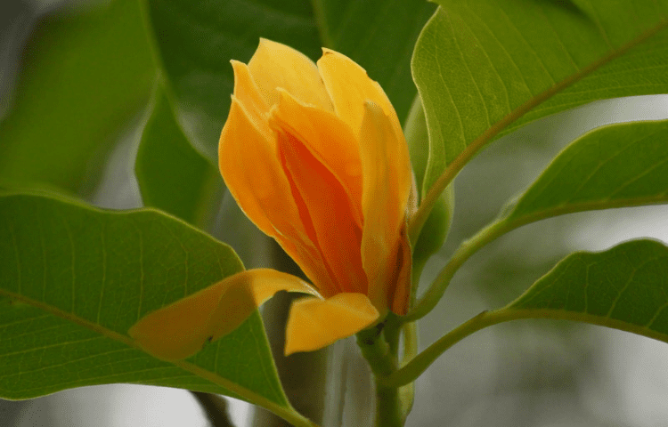 Nag Champa flower